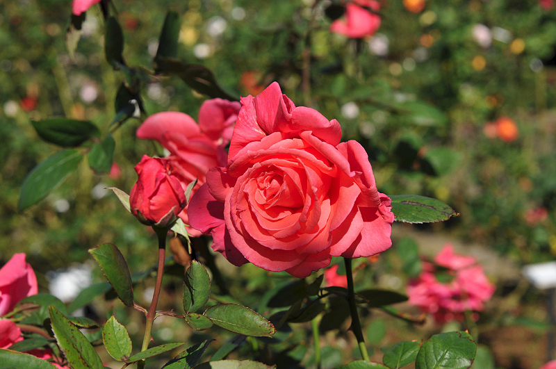 image0102