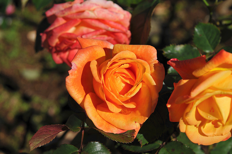 image0103