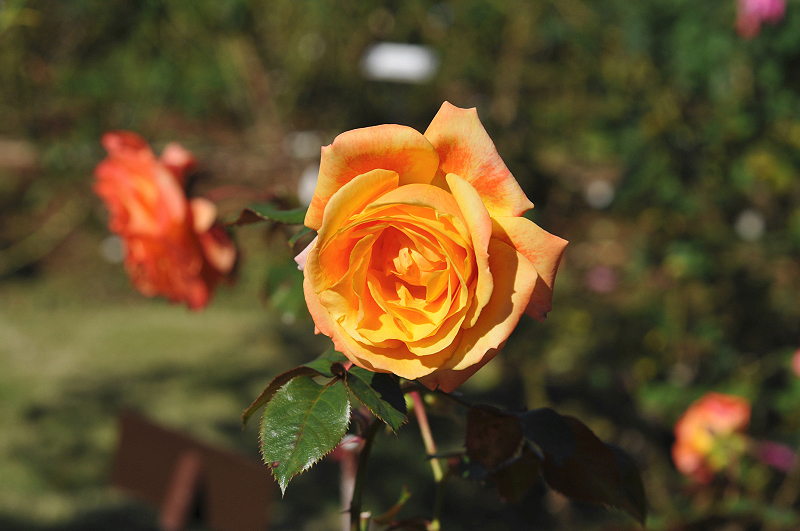 image0105