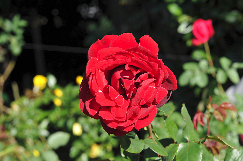image0106