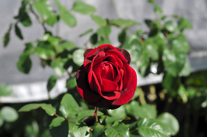 image0107