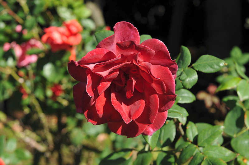 image0109