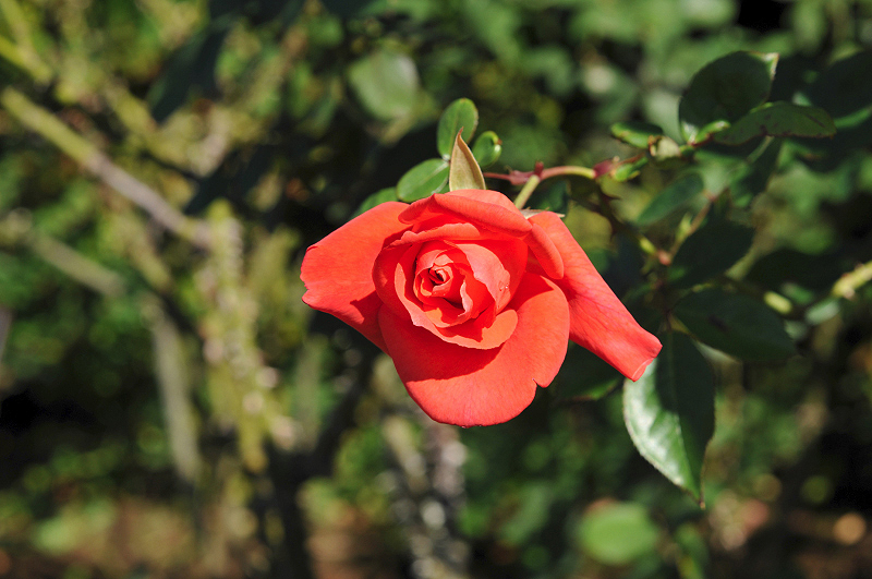 image0110