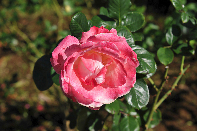 image0115