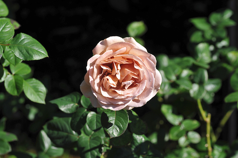image0116