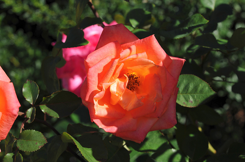image0124
