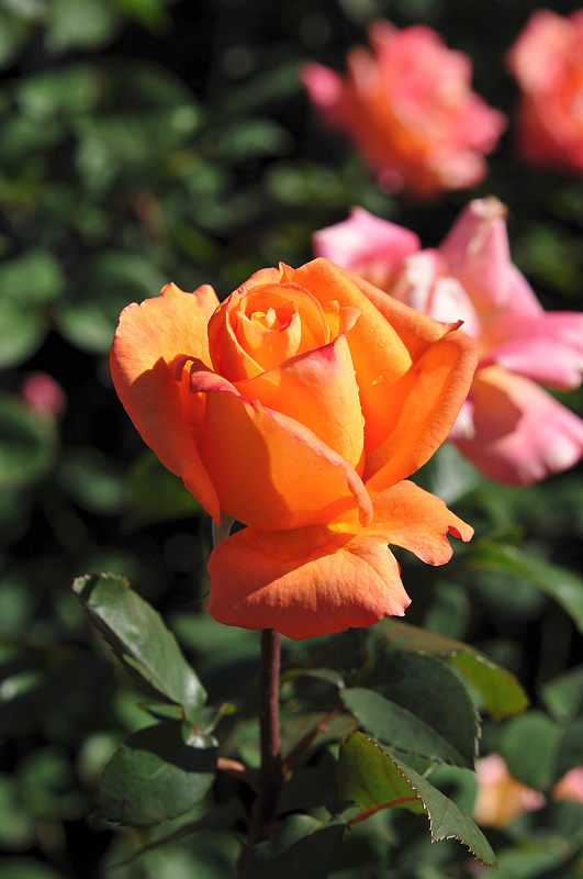 image0125