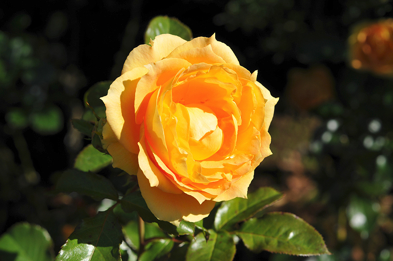 image0129