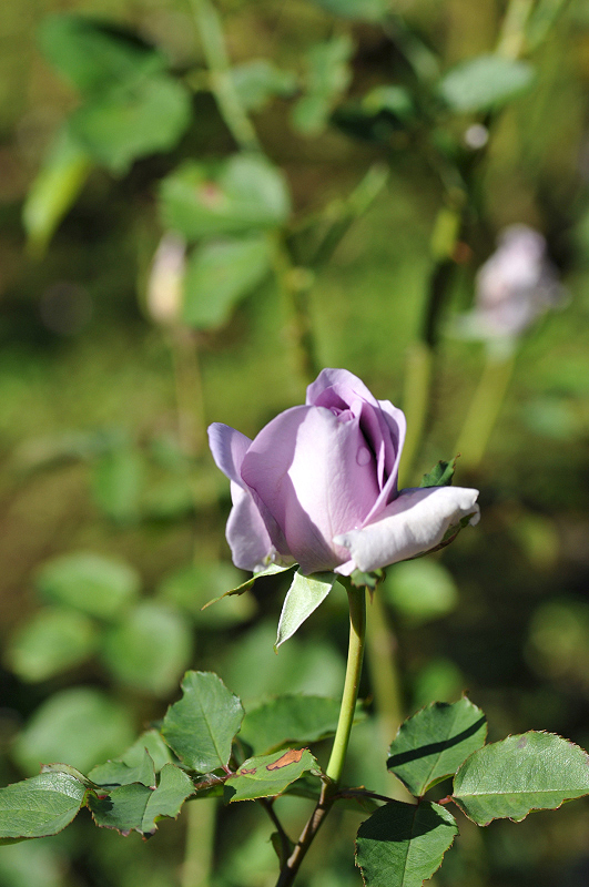 image0133
