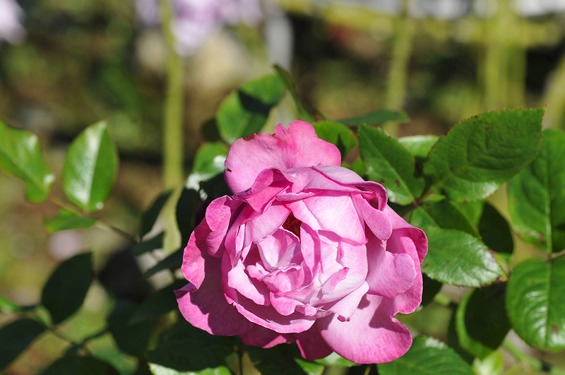 image0135