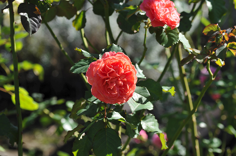 image0138