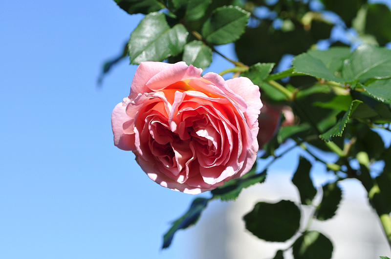 image0139