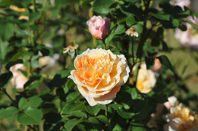 image0140
