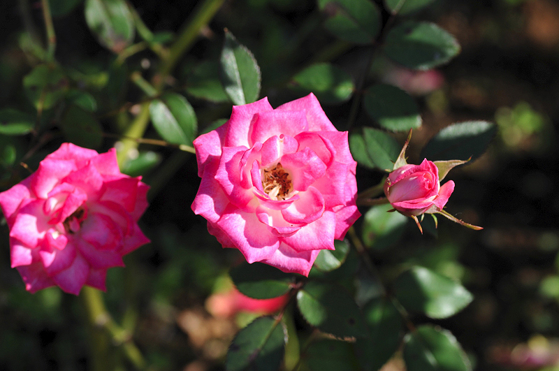 image0150
