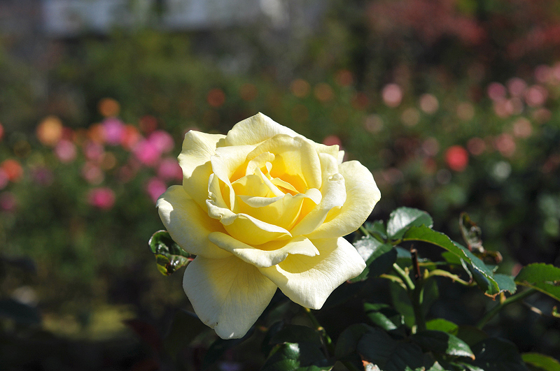 image0156