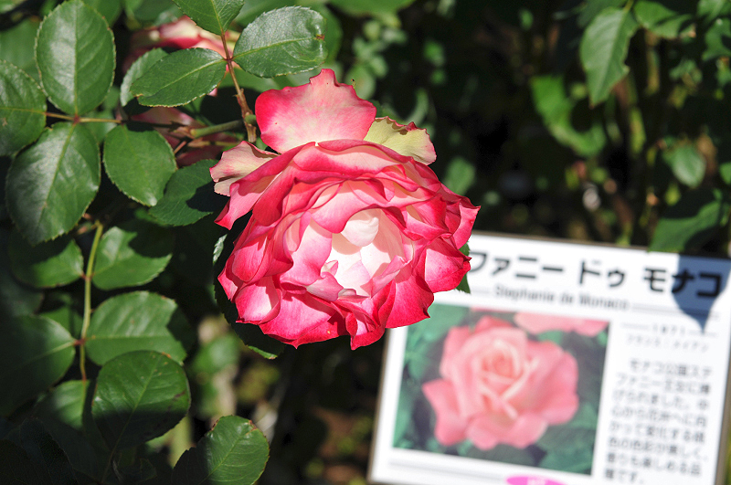 image0162