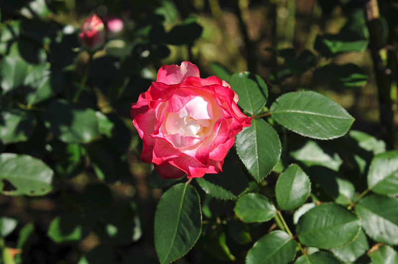 image0163