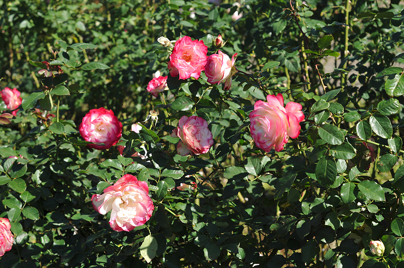 image0164
