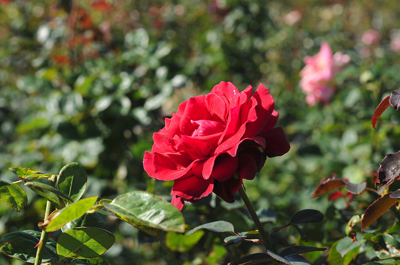 image0167