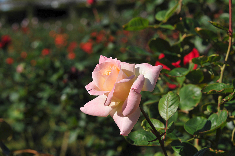 image0168