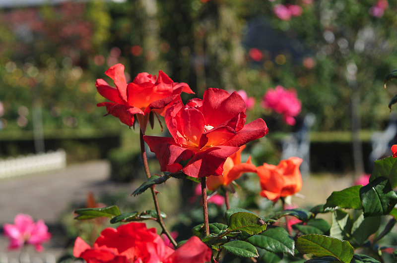 image0179
