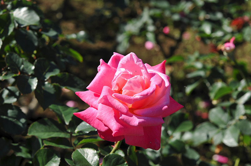 image0182