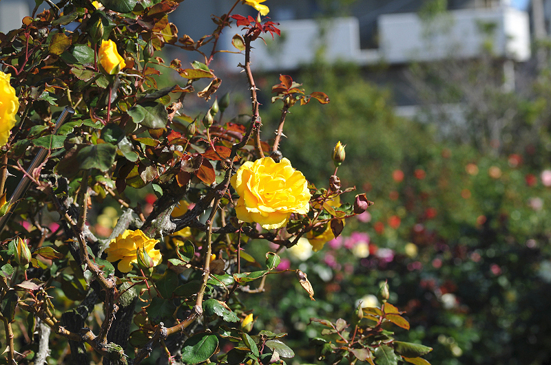 image0184