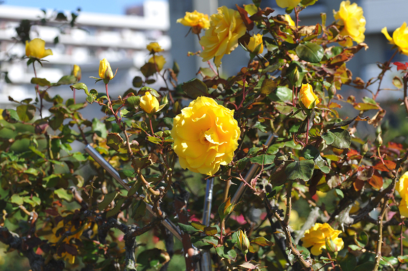image0185