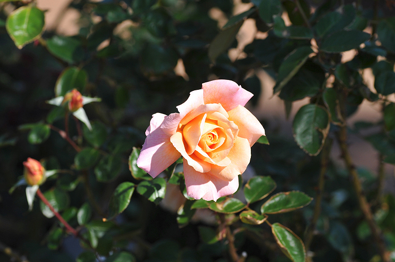 image0186