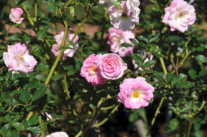 image0187