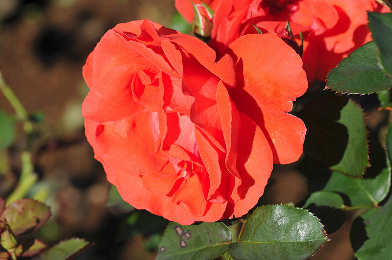 image0194