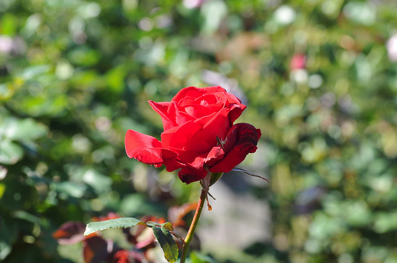 image0204