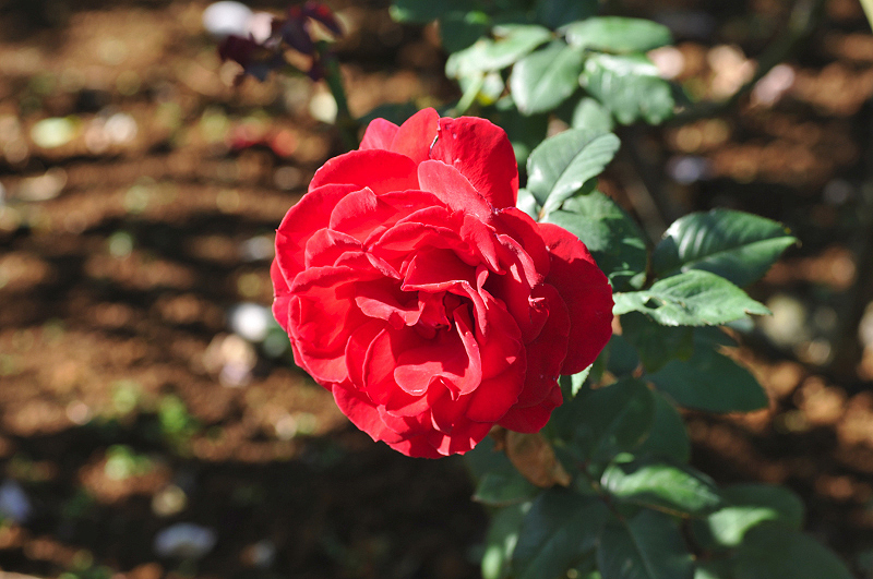 image0205