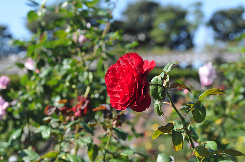 image0206