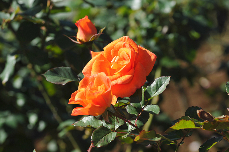 image0207
