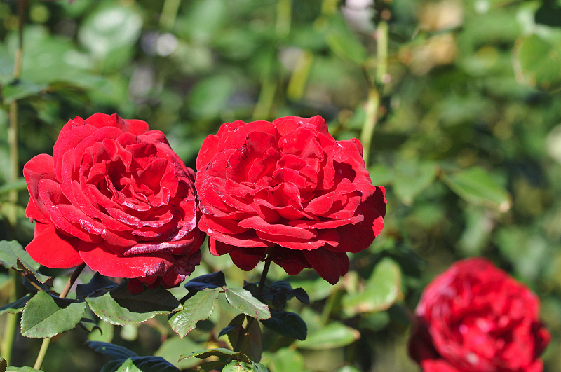 image0209