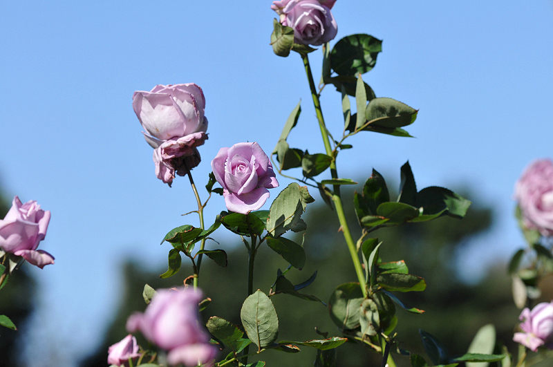 image0212