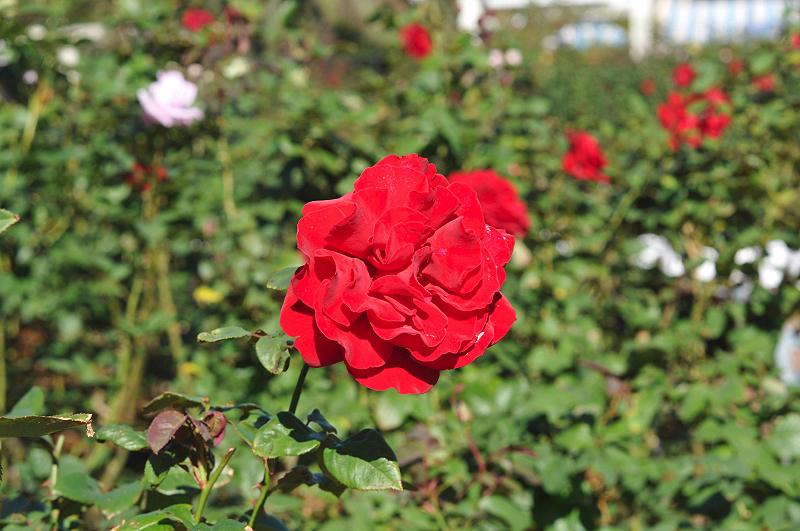 image0214