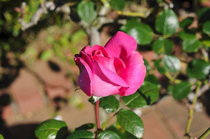 image0216