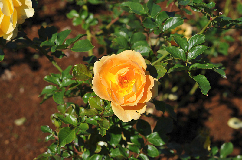image0219