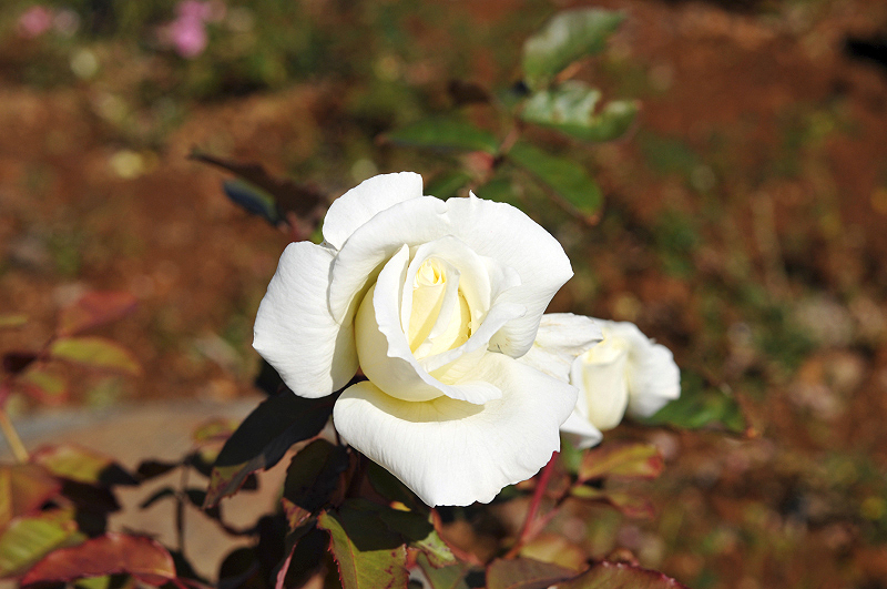 image0221
