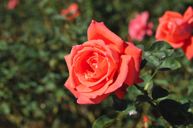 image0225