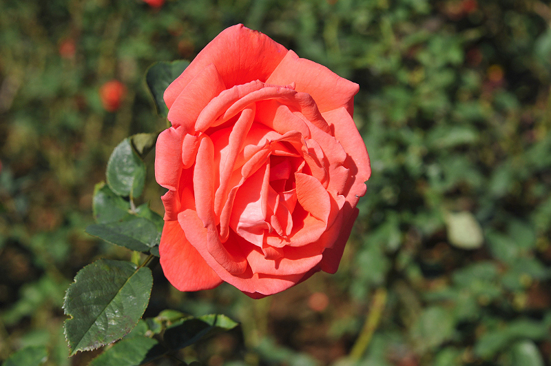 image0226