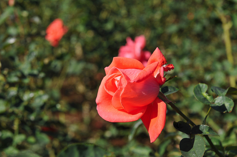image0227