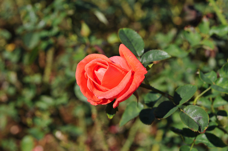 image0228