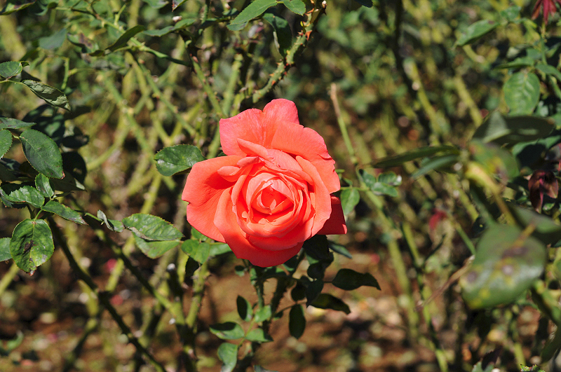 image0229