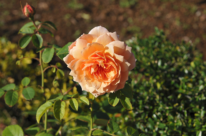 image0230