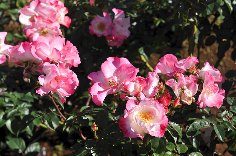 image0231