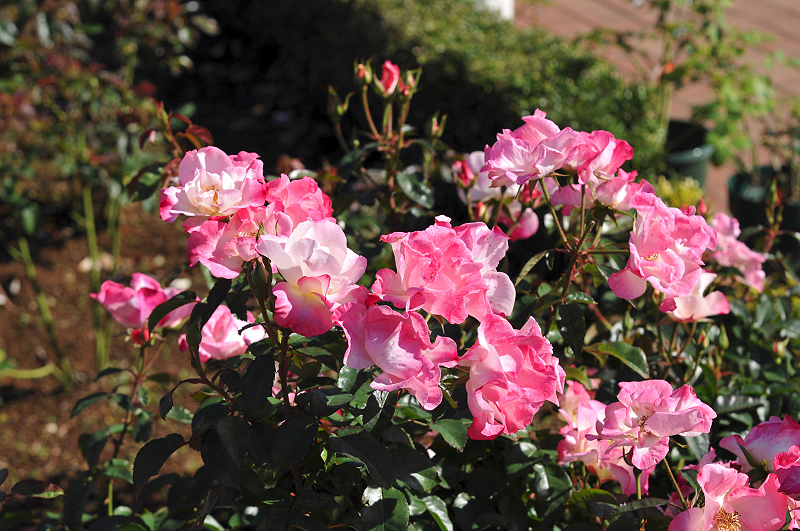 image0232