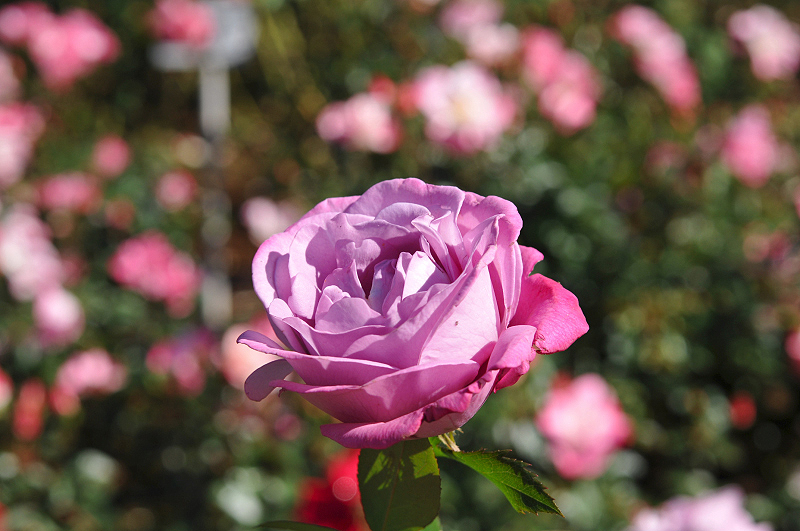 image0234